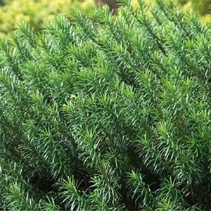 Yewtopia Plum Yew Shrub - Nature Hills Nursery - #1 Container - 