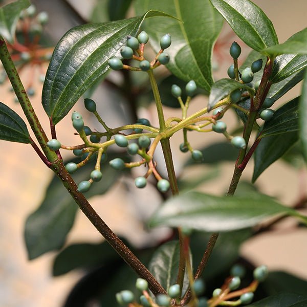Yin&reg; David Viburnum - Nature Hills Nursery - #2 Container - 