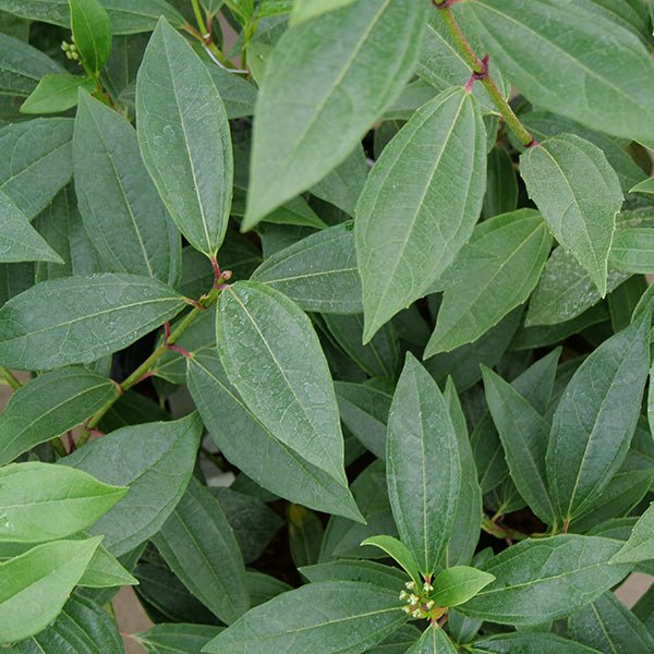 Yin&reg; David Viburnum - Nature Hills Nursery - #2 Container - 