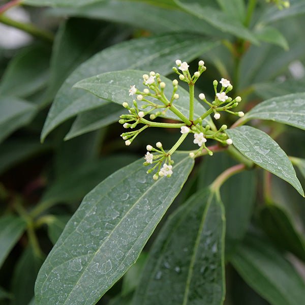 Yin&reg; David Viburnum - Nature Hills Nursery - #2 Container - 