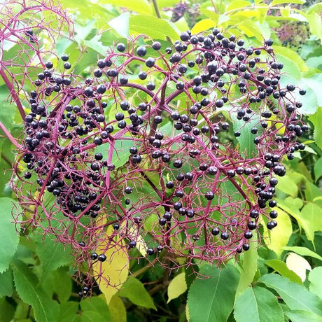 York Elderberry