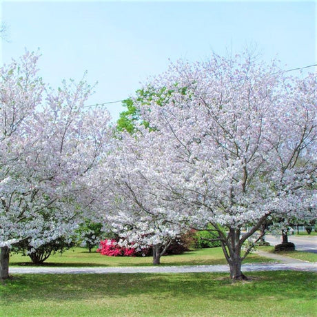 Deciduous foliage of Yoshino Flowering Cherry Tree (Prunus x yedoensis) in a garden setting.