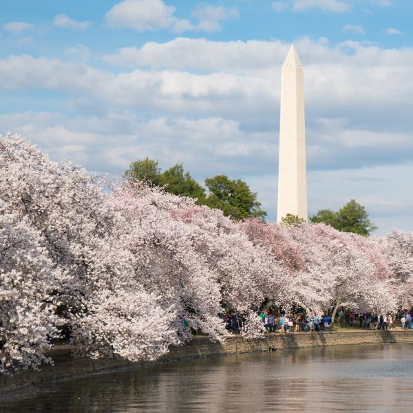 Yoshino Flowering Cherry Tree (Prunus x yedoensis), a tree featuring pink, white flowers and deciduous.