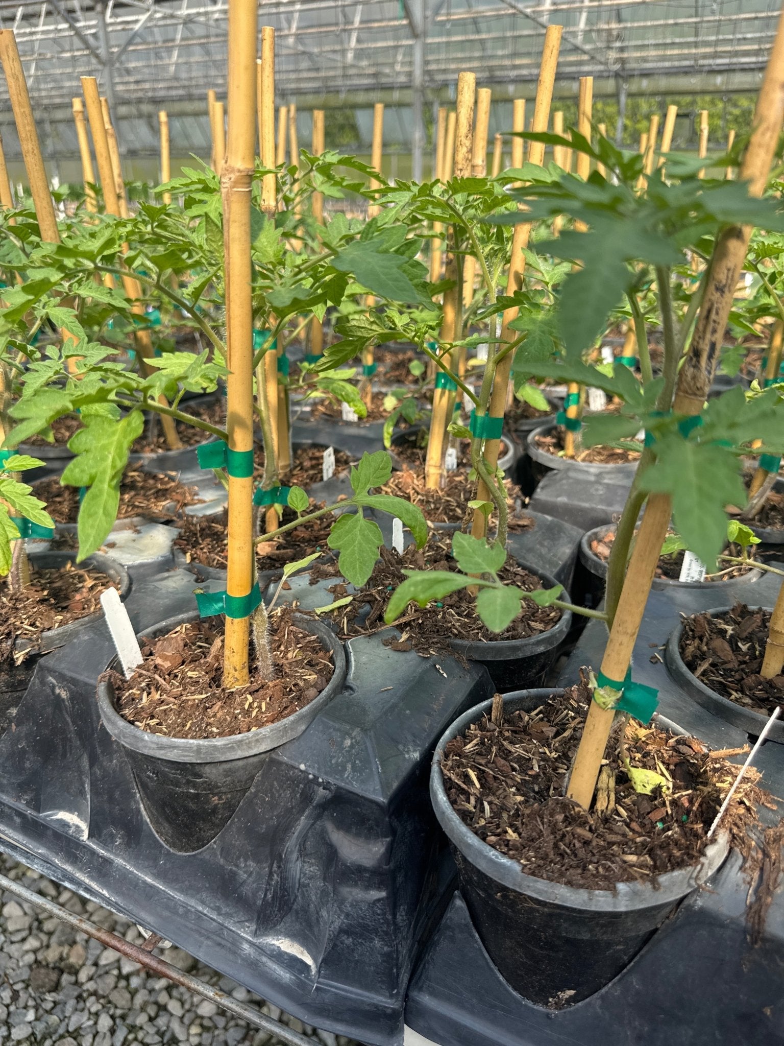 Tomato Plants for Sale | Nature Hills Nursery