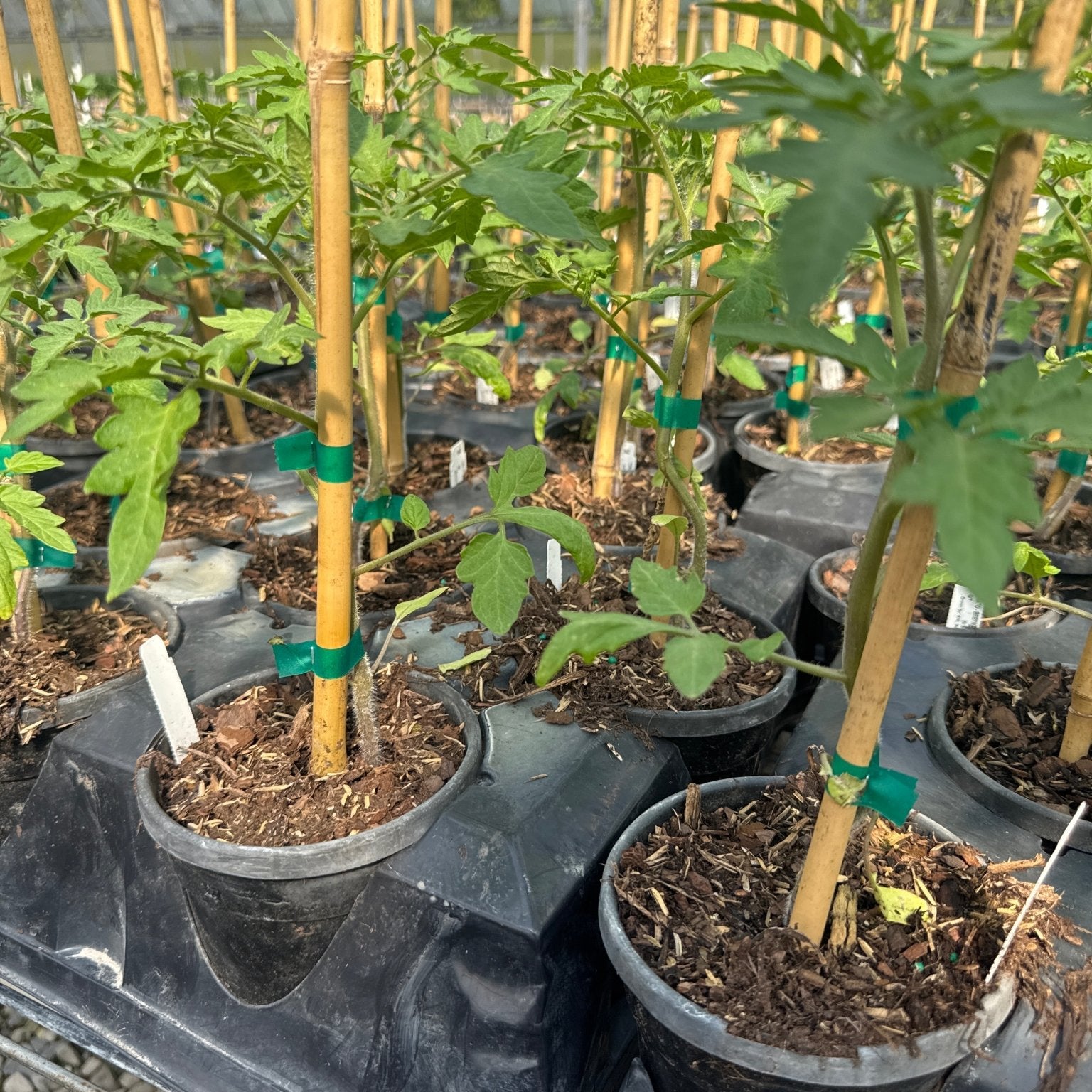 buy potted tomato plants La Roma Tomato Plant