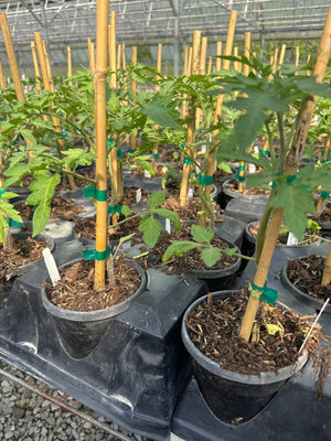 Young tomato plants with compound green leaves growing in black nursery pots with bamboo stakes and green tie tape under greenhouse conditions.
