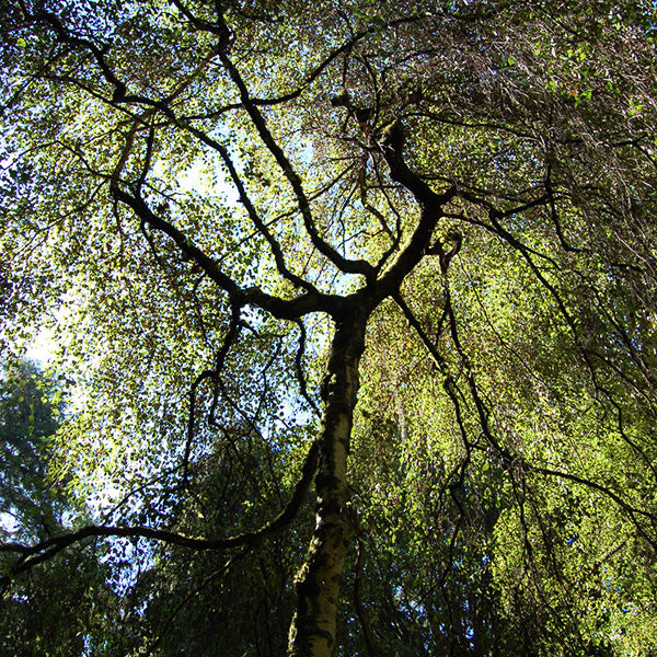 Young's Weeping Birch