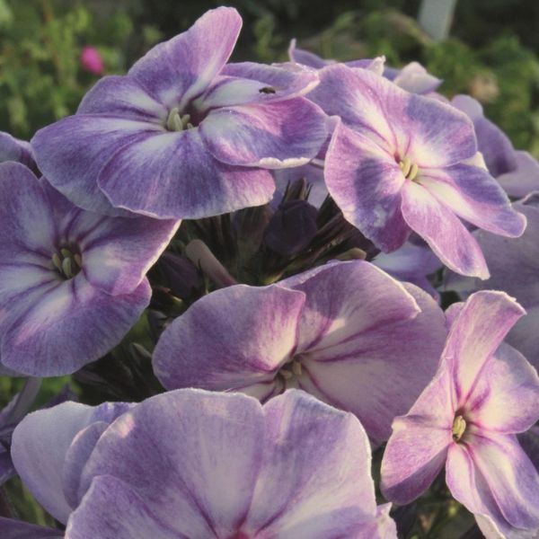 Younique&trade; Old Blue Tall Garden Phlox