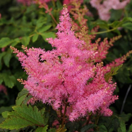 Younique™ Pink Astilbe (Astilbe x 'Verspink'), a perennial featuring pink flowers and perennial.