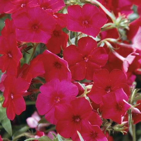 Younique&trade; Red Tall Garden Phlox - Nature Hills Nursery - #1 Container - 