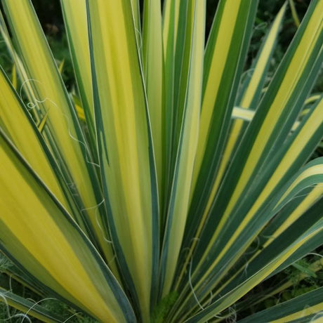 Variegated fall foliage on Color Guard Yucca (Yucca filamentosa 'Color Guard').