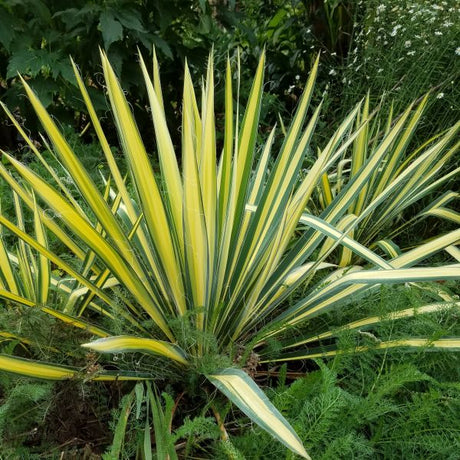 Close-up of white yucca flowers on Color Guard Yucca blooming in early summer to late summer.
