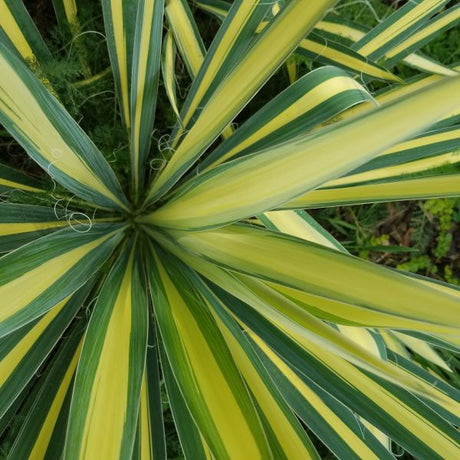 Color Guard Yucca (Yucca filamentosa 'Color Guard') foliage and growth habit in the landscape.