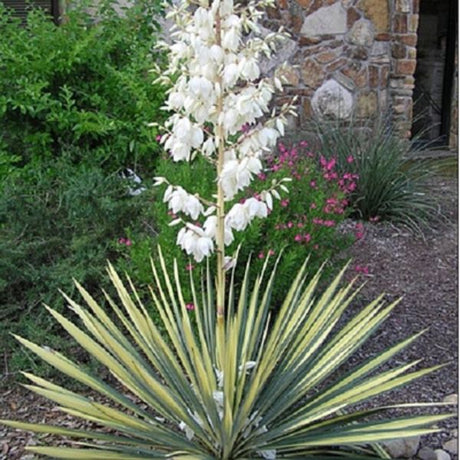 Color Guard Yucca (Yucca filamentosa 'Color Guard') growing in a garden landscape, showing mature perennial form.