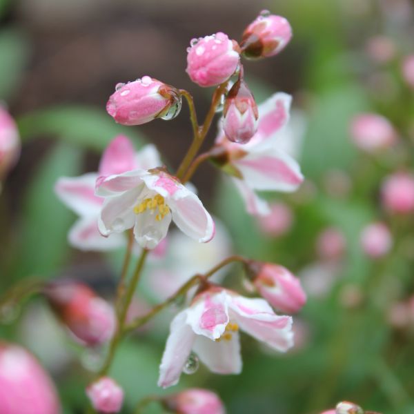 Yuki Cherry Blossom® Deutzia | Buy at NatureHills.com