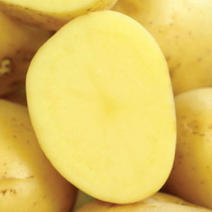 Yukon Gold Potato - Nature Hills Nursery - 12 Pack Bareroot - 