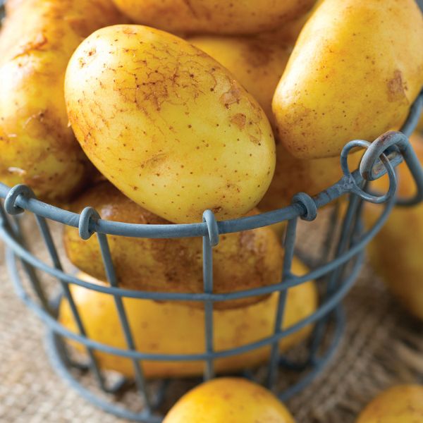 Yukon Gold Potato In Basket