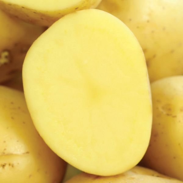 Yukon Gold Potato Peeled