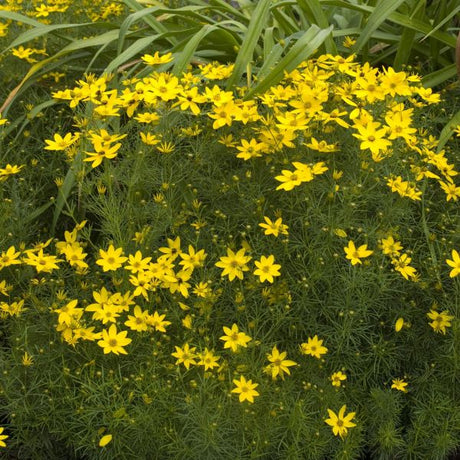 Perennial foliage of Zagreb Coreopsis (Coreopsis verticillata 'Zagreb') in a garden setting.