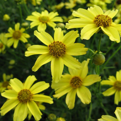 Zagreb Coreopsis (Coreopsis verticillata 'Zagreb') growing in a garden landscape, showing mature perennial form.