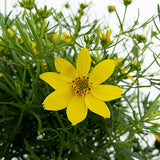 Zagreb Coreopsis