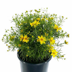 Coreopsis (Tickseed) Planting & Care Guide