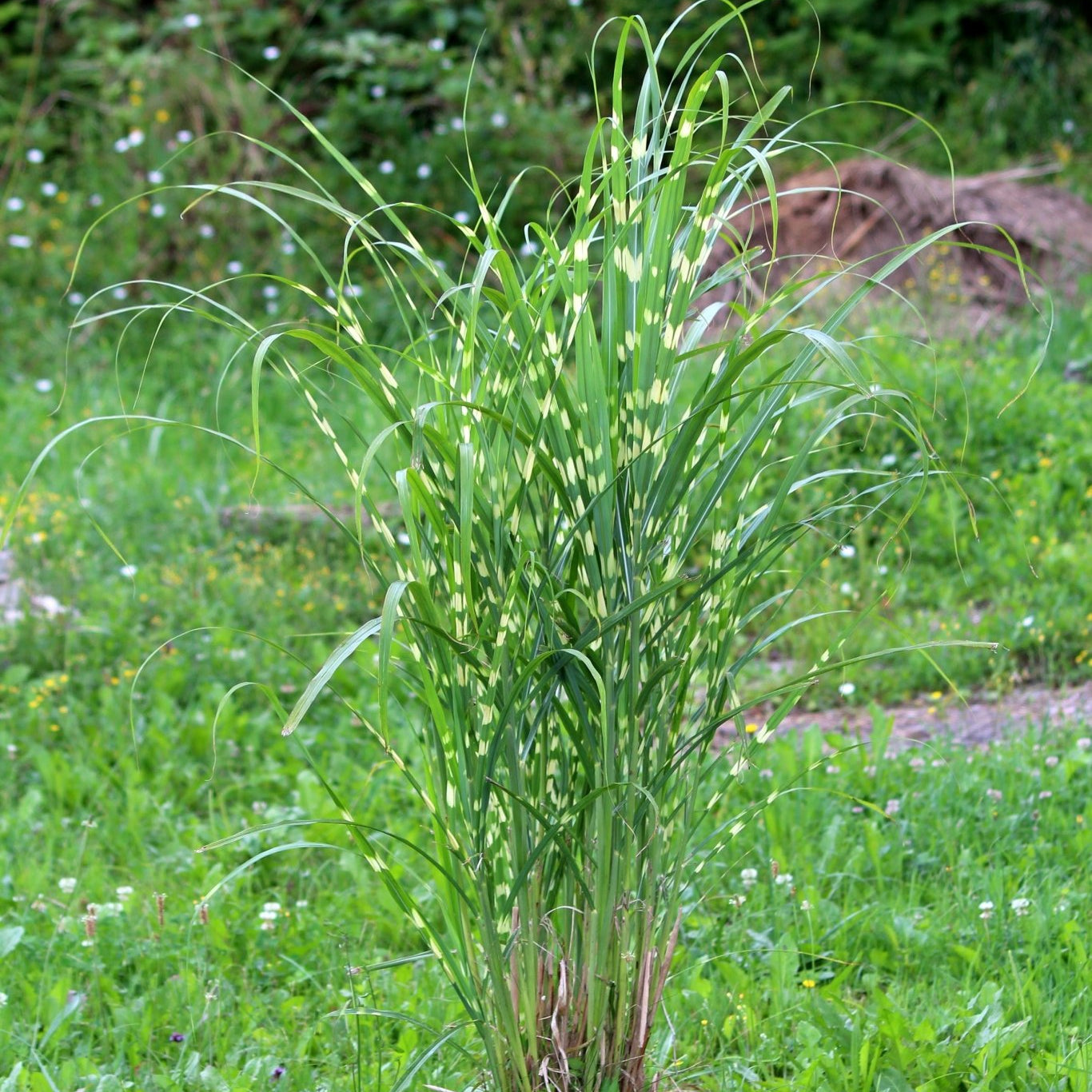 zebra grass spider plant Zebra Grass