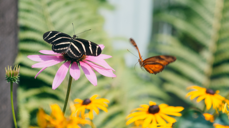 A zebra longwing butterfly rests on a pink coneflower while an orange butterfly flies nearby above yellow black-eyed Susans.