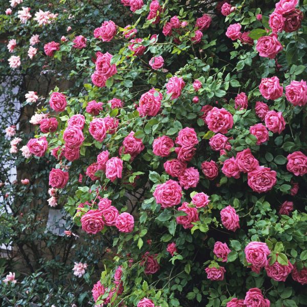Zephirine Drouhin Climbing Rose (Rosa 'Zephirine Drouhin'), a shrub featuring pink flowers and deciduous.