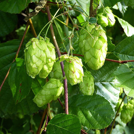 Zeus Hop (Humulus lupulus 'Zeus'), a perennial featuring green flowers and perennial.