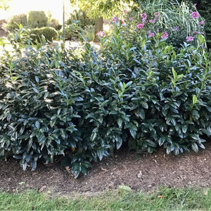 Zimmerman Cherry Laurel (Prunus laurocerasus 'Zimmerman'), a shrub featuring white flowers and broad-leaved evergreen.