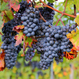 Zinfandel Grape