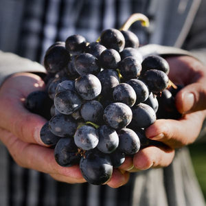 Zinfandel Grape - Nature Hills Nursery - Bareroot - 