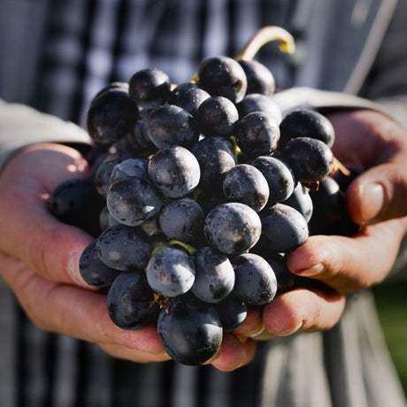Zinfandel Grape - Fruittree - Nature Hills Nursery - 