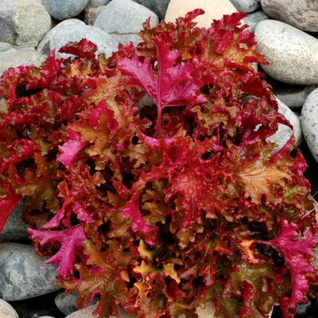 Zipper Coral Bells - Nature Hills Nursery - #1 Container - 