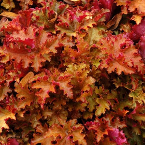 Zipper Coral Bells - Nature Hills Nursery - #1 Container - 