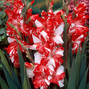 Zizanie Gladiolus - Nature Hills Nursery - 12 Pack Bulbs - 