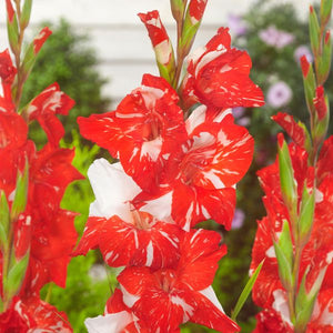 Zizanie Gladiolus - Nature Hills Nursery - 12 Pack Bulbs - 