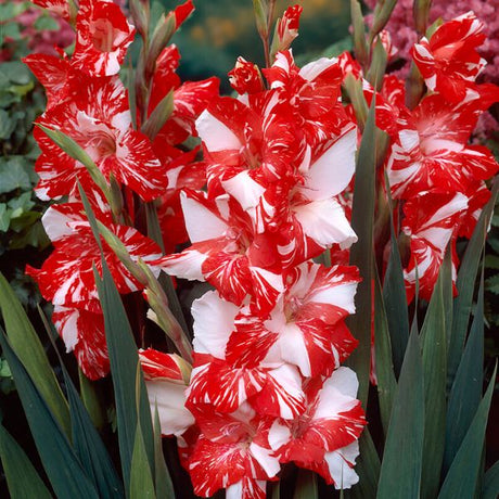 Zizanie Gladiolus - Perennial - Nature Hills Nursery - 12 Pack Bulbs - 