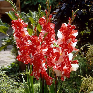 Zizanie Gladiolus - Perennial - Nature Hills Nursery - 12 Pack Bulbs - 