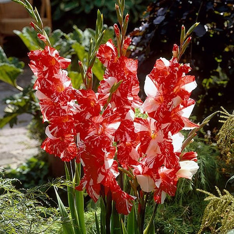 Zizanie Gladiolus - Perennial - Nature Hills Nursery - 12 Pack Bulbs - 