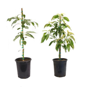 Zutano &amp; Hass Avocado Tree Combo - Nature Hills Nursery - #5 Container 2 Pack - 