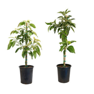 Zutano &amp; Mexicola Avocado Tree Combo - Nature Hills Nursery - #5 Container 2 Pack - 