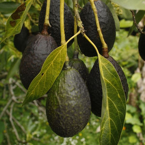 Zutano &amp; Mexicola Avocado Tree Combo - Nature Hills Nursery - #5 Container 2 Pack - 